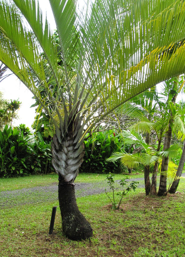 10 TRIANGLE PALM TREE Dypsis Decaryi Rare Tropical from Madagascar Seeds